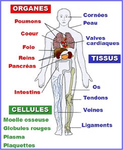 Organes prélevés