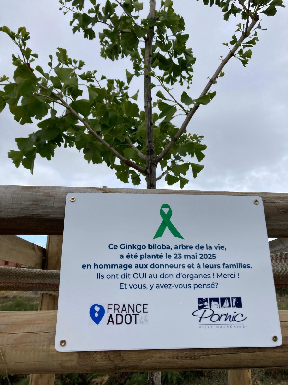 L'arbre de vie !